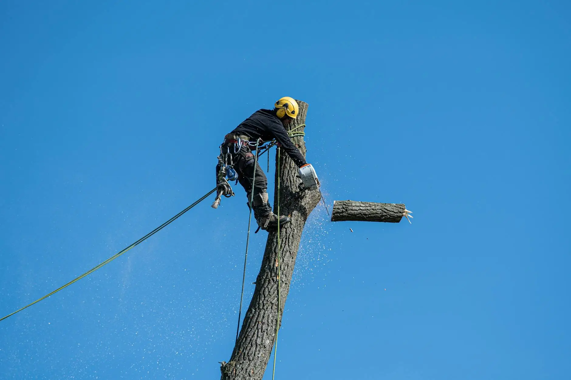 A professional tree removal team safely lowering a large limb using ropes and rigging gear in a Towson backyard.